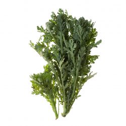 Chrysanthemum Greens