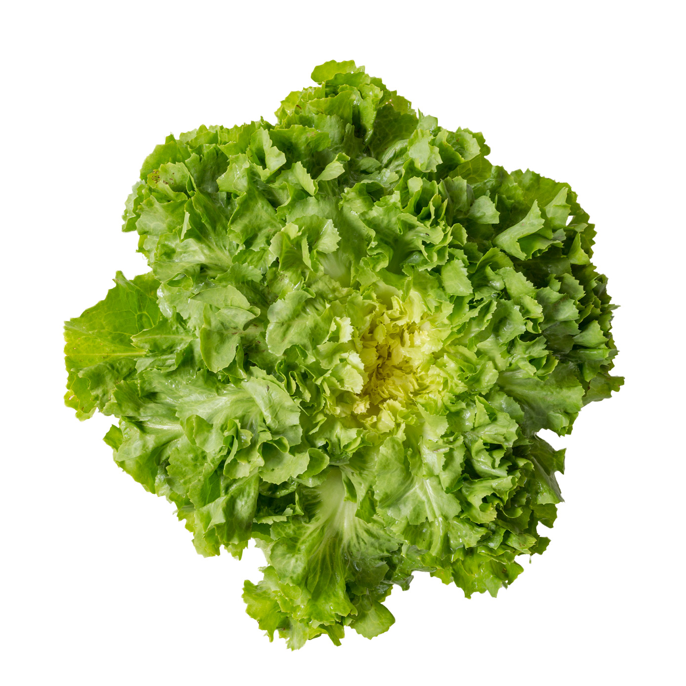 Escarole