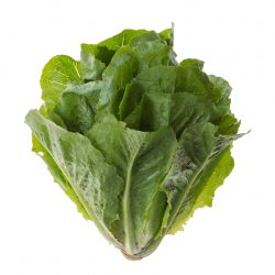 Romaine-lettuce