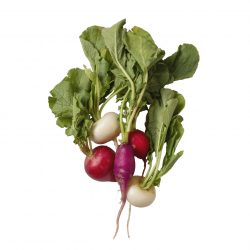 radishes