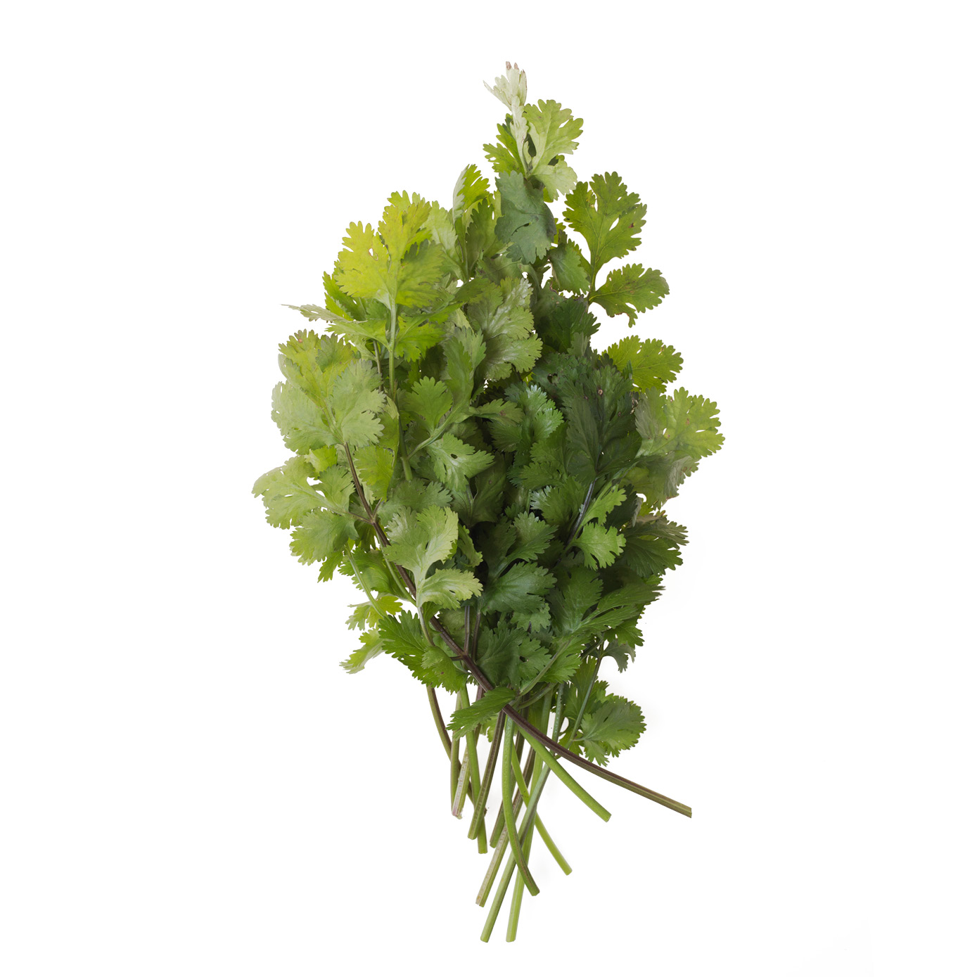 cilantro