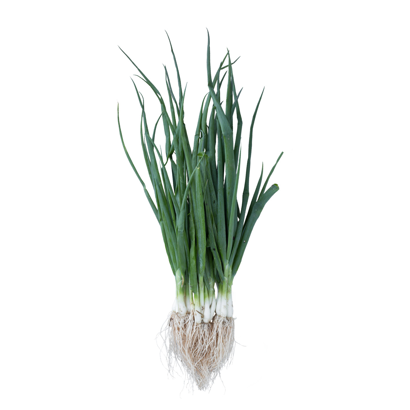 Bunching Onions