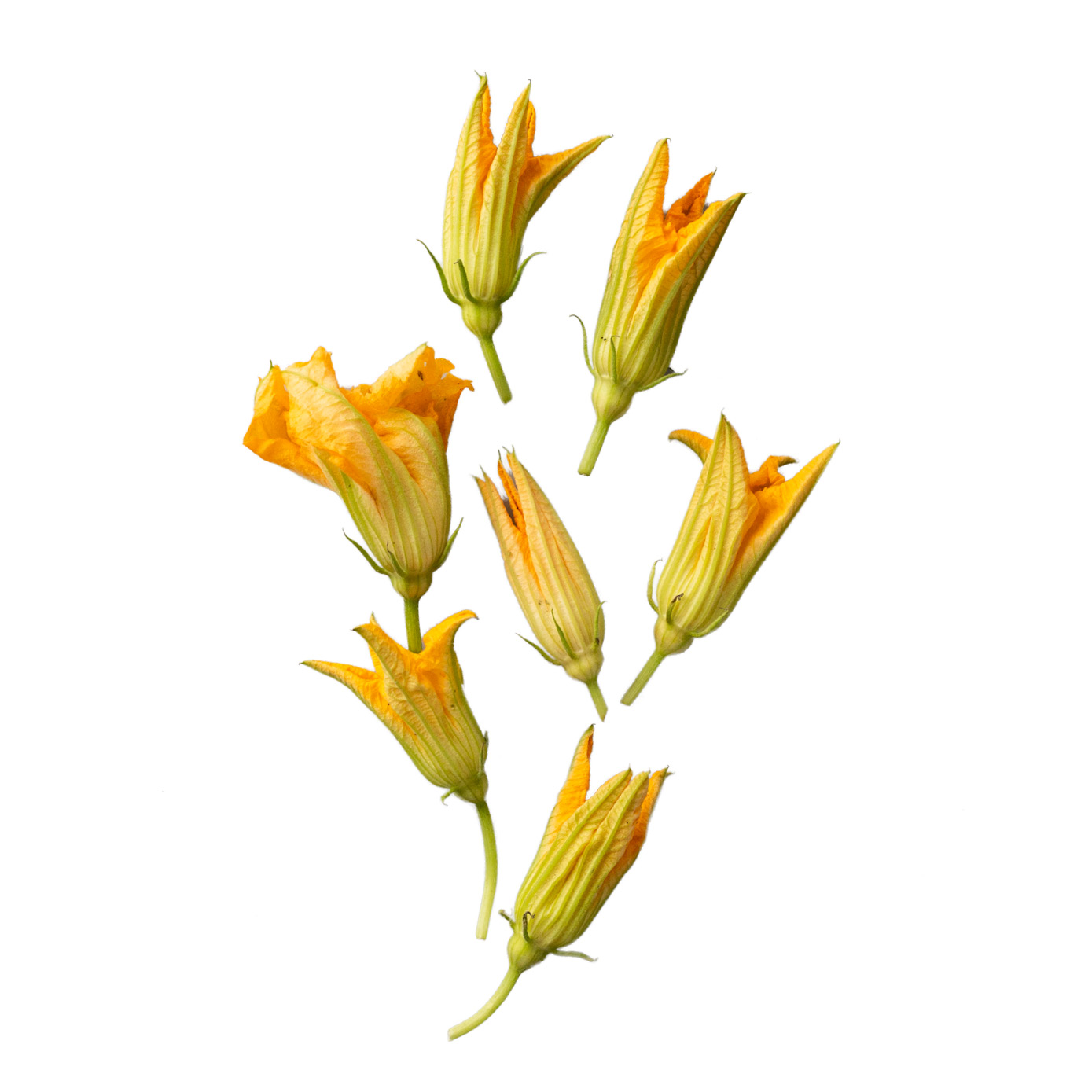 Squash Blossoms