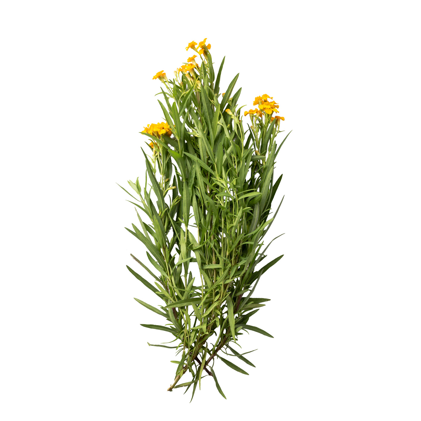 Texas Tarragon