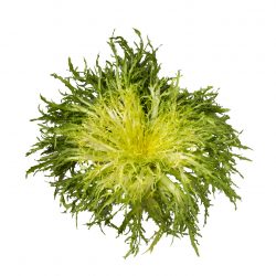 Frisée
