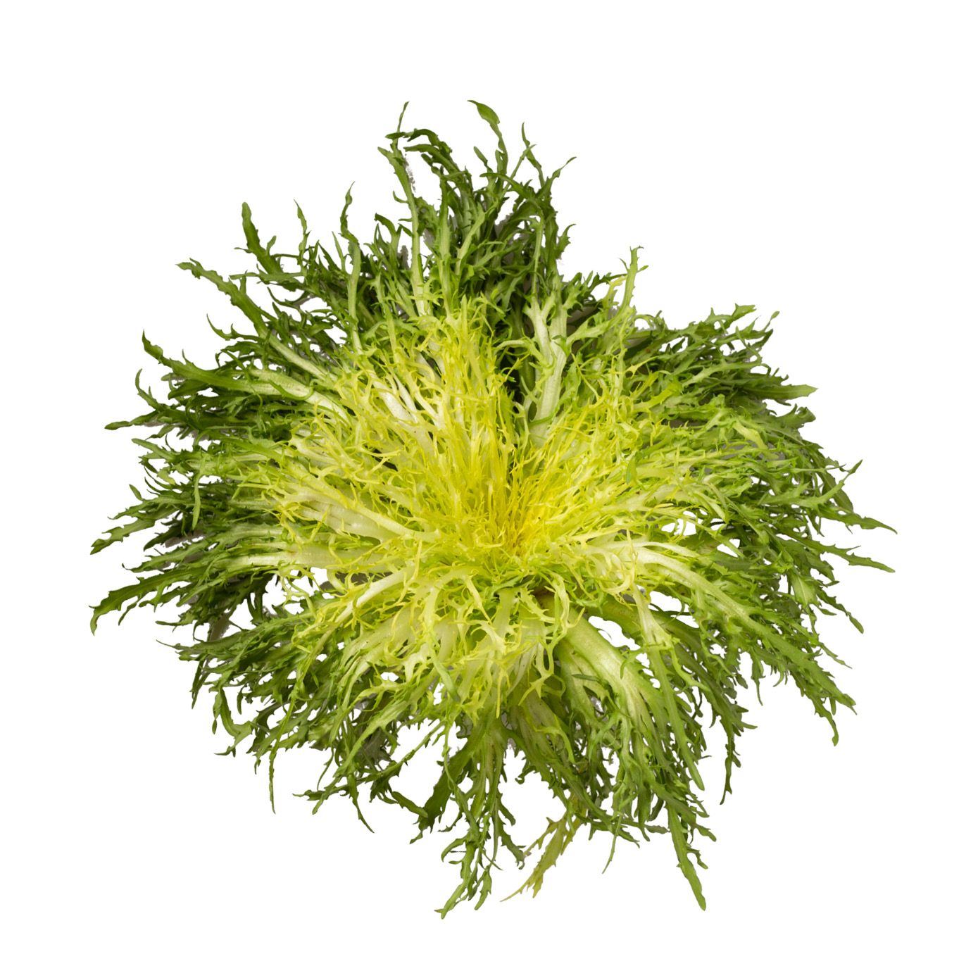 Frisée