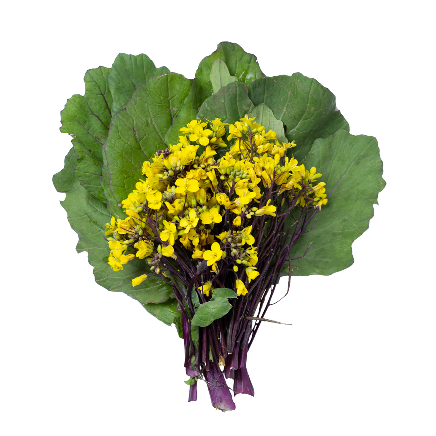 Flowering-Brassicas