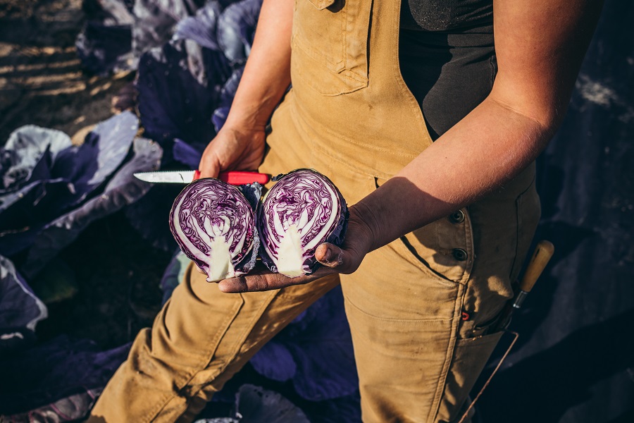 Harvesting Ruby Perfection Cabbage | Sunset Farm by Jordan Ranch