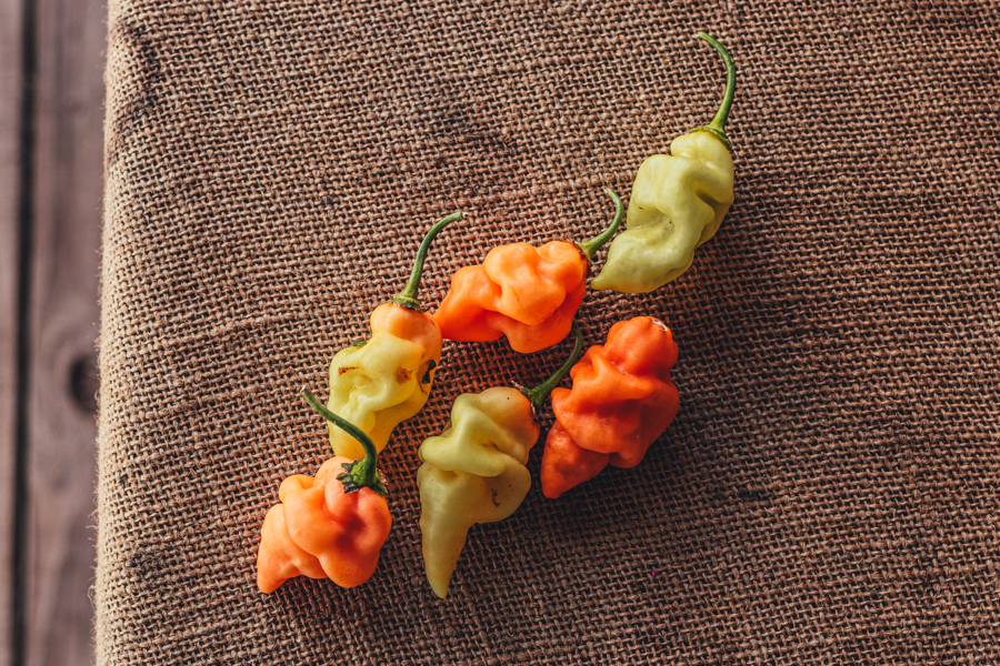 Habanada Peppers on Sunset Farm