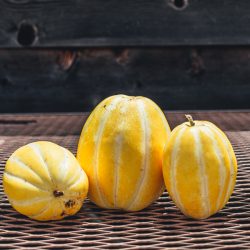Torpedo Melons on Sunset Farm
