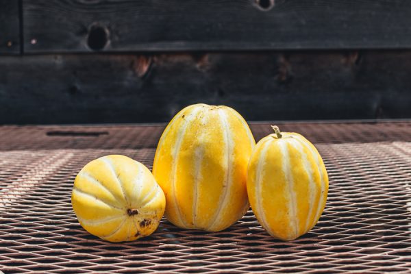 Torpedo Melons on Sunset Farm