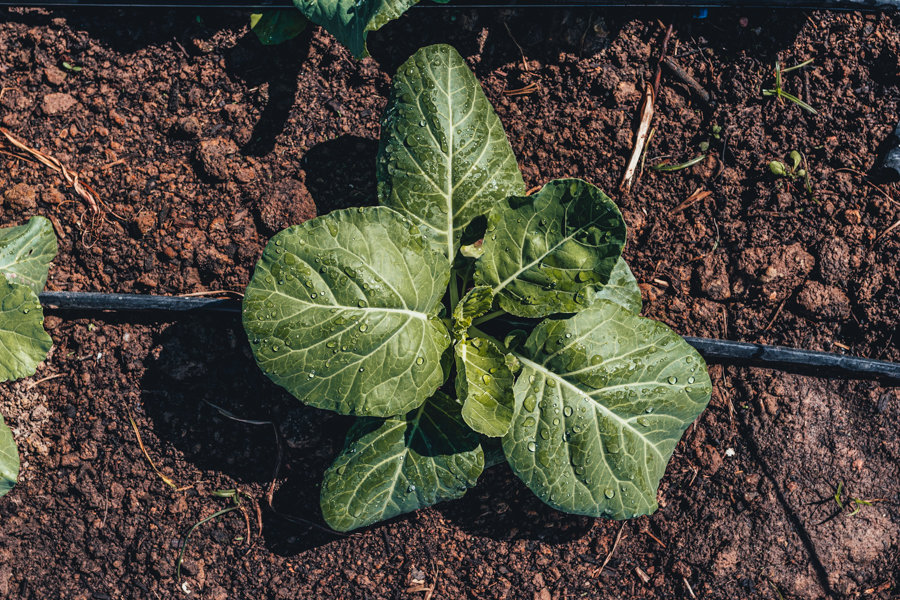 Harvesting the First Collard Greens and Swiss Chard of the Season