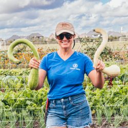 tromboncino squash at Sunset Farm