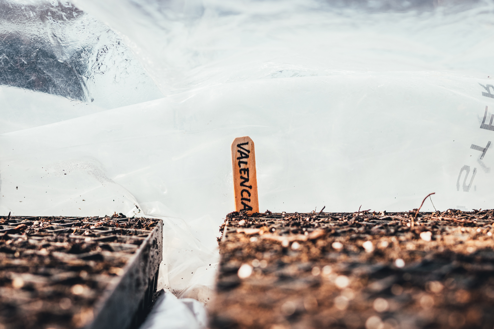 Tomato Seeds Planted