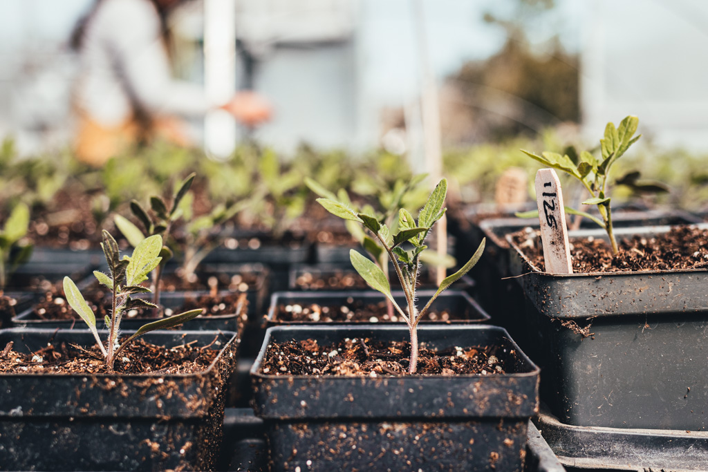 potted up tomatoes in the greenhouse