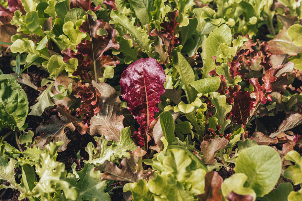 salad mix growing in the high tunnel