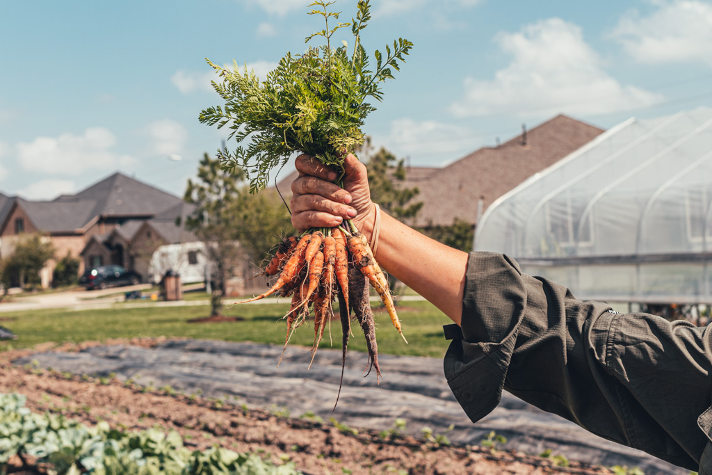 Freshly Harvested Baby Carrots