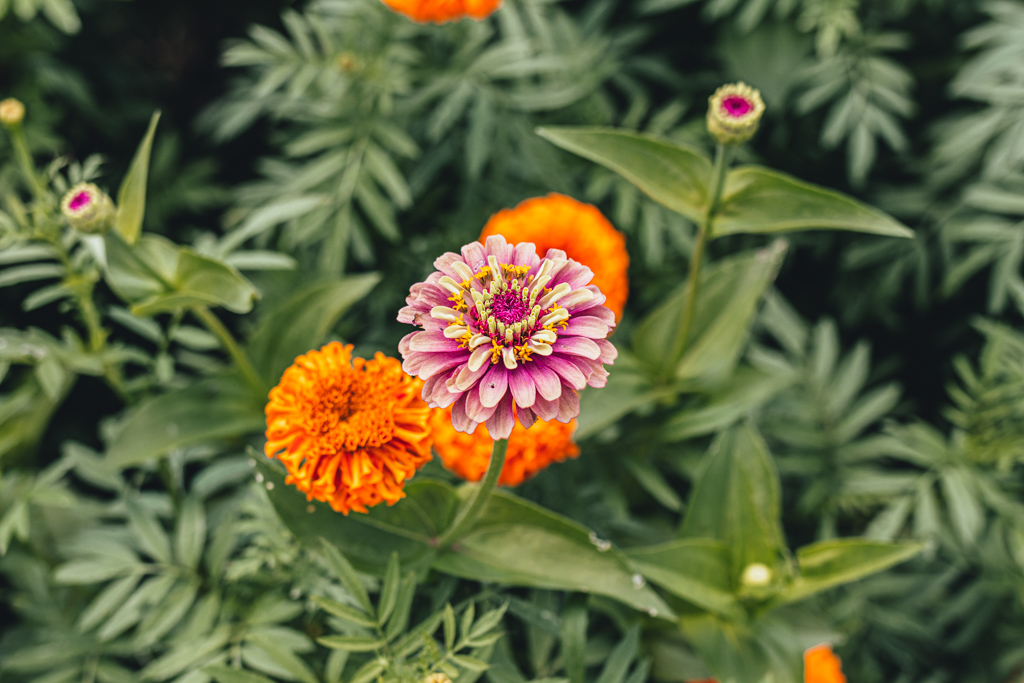 Queen Lime Zinnia