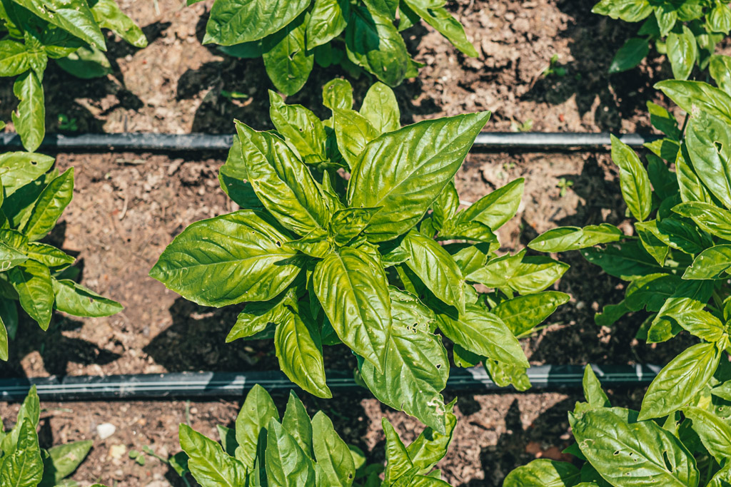 Sweet Basil Plant