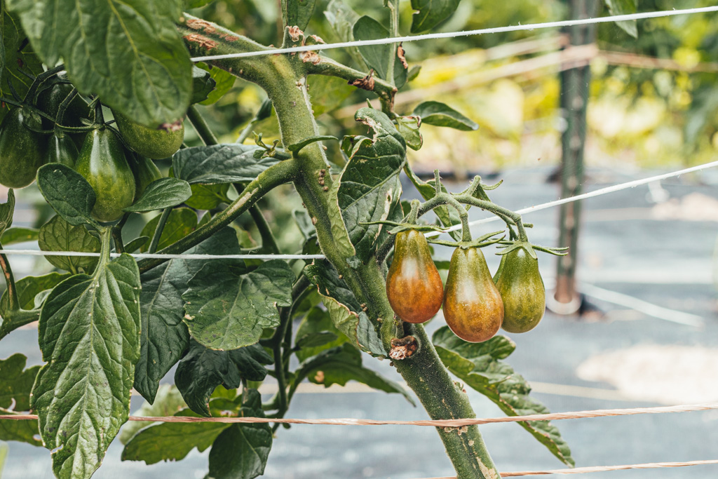 ripening pear tomatoes