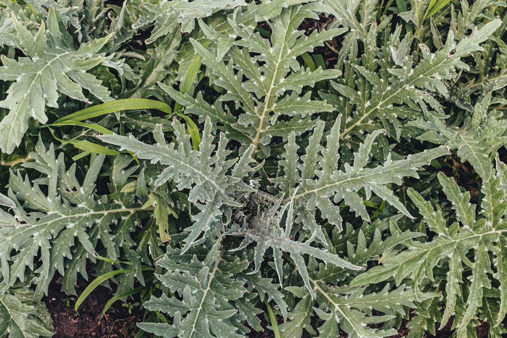 artichoke plants